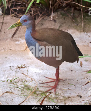 Il gigante della rampa di legno (aramides ypecaha) Foto Stock