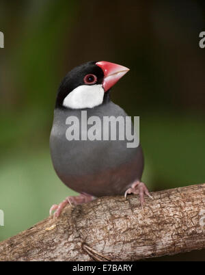Java Finch (padda oryzivora) Foto Stock