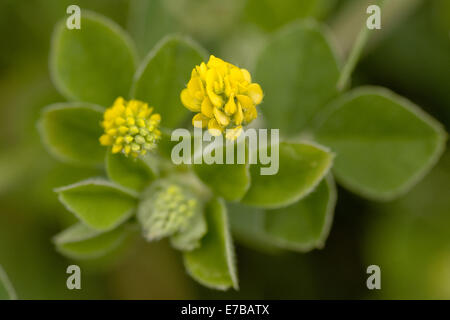 La luppolina, Medicago lupulina Foto Stock