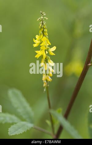 Tall meliot, melilotus altissimus Foto Stock