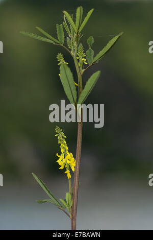 Tall meliot, melilotus altissimus Foto Stock