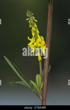 Tall meliot, melilotus altissimus Foto Stock