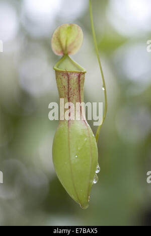 Pianta brocca, nepenthes alata Foto Stock