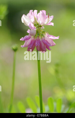 Crown vetch, securigera varia Foto Stock