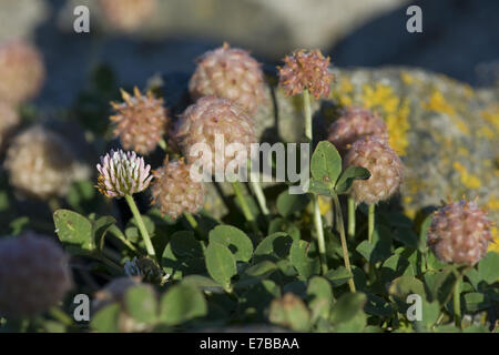 Trifoglio di fragola, trifolium fragiferum Foto Stock