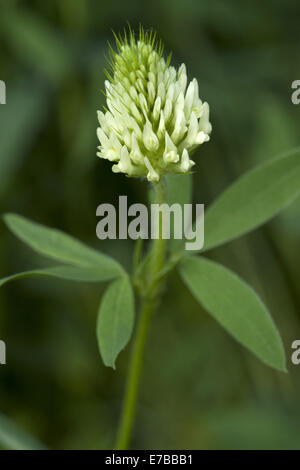 Trifoglio ungherese, trifolium pannonicum Foto Stock