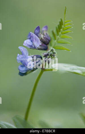 Bush veccia vicia sepium Foto Stock