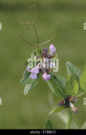 Bush veccia vicia sepium Foto Stock