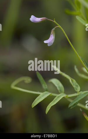 Tara liscia, Vicia tetrasperma Foto Stock