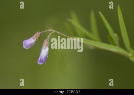 Tara liscia, Vicia tetrasperma Foto Stock