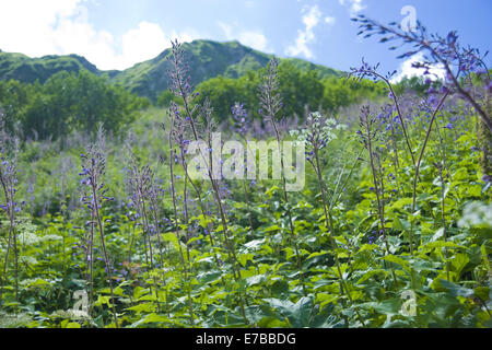 Alpine sow-cardo, Cicerbita alpina Foto Stock