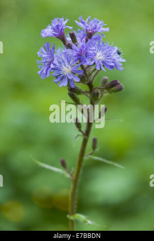 Alpine sow-cardo, Cicerbita alpina Foto Stock