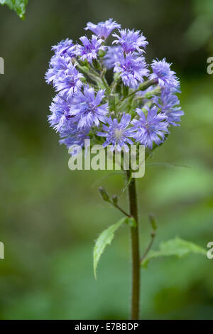 Alpine sow-cardo, Cicerbita alpina Foto Stock