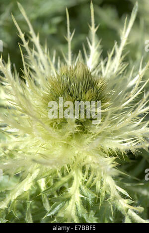 Thistle, cirsium spinosissimum Foto Stock
