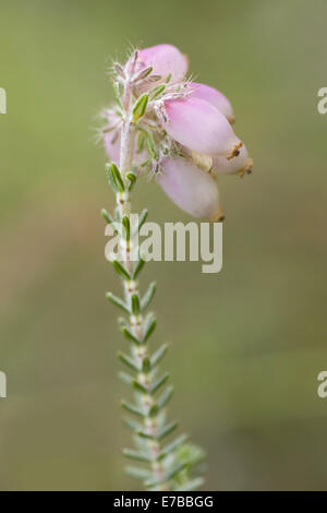 Bell erica Erica Cinerea Foto Stock