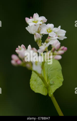 Il grano saraceno, Fagopyrum esculentum Foto Stock