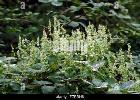 Ceduo centinodia, Fallopia dumetorum Foto Stock