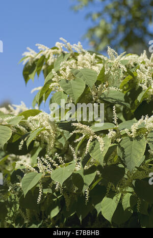Knotweed giapponese, Fallopia japonica Foto Stock