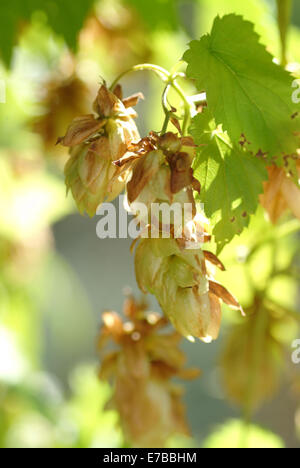 Luppolo, humulus lupulus Foto Stock