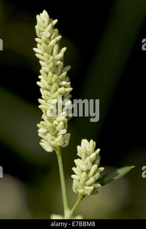 Smartweed pallido, persicaria lapathifolia ssp. pallida Foto Stock