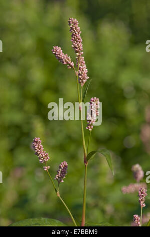 Smartweed pallido, persicaria lapathifolia ssp. lapathifolia Foto Stock