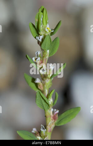 Knotweed comune, polygonum arenastrum Foto Stock