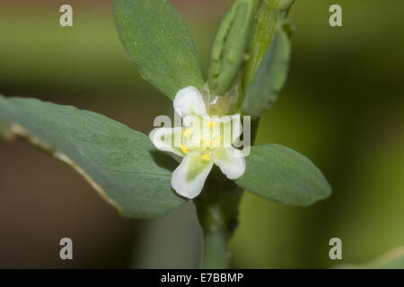 Knotweed comune, polygonum arenastrum Foto Stock