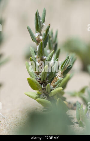 Sea knotgrass, polygonum maritimum Foto Stock