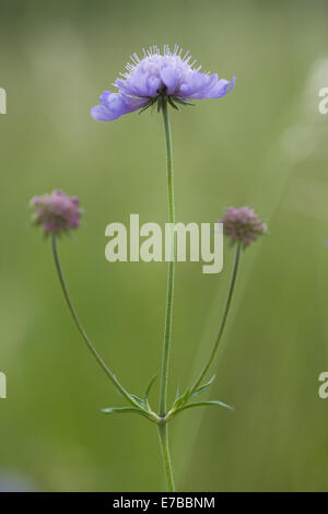 Pigeon scabious, scabiosa colombari Foto Stock