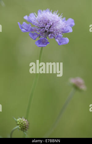 Pigeon scabious, scabiosa colombari Foto Stock