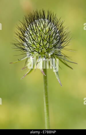 Pigeon scabious, scabiosa colombari Foto Stock