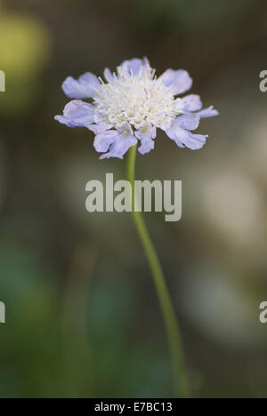 Erba-lasciava scabious, scabiosa graminifolia Foto Stock