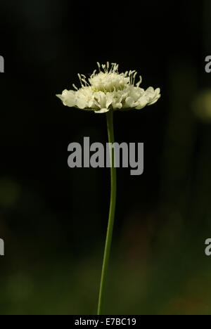 Giallo, scabious scabiosa ochroleuca Foto Stock