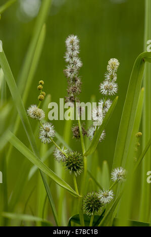 Ramificato bur-reed, sparganium erectum Foto Stock