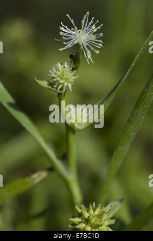 Piccolo bur-reed, sparganium natans Foto Stock