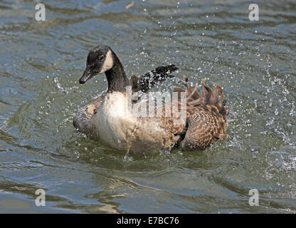 Close up di un Canada Goose lavando le sue piume Foto Stock