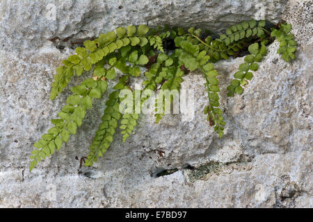 Maidenhair spleenwort (Asplenium trichomanes), Tirolo, Austria Foto Stock