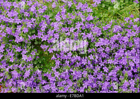 La Campanula dalmata o Adria Campanula (Campanula portenschlagiana), nativo di Erzegovina e Croazia Foto Stock