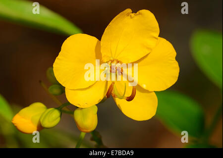 Senna Argentina (Senna corymbosa), Blossom, originario del Sud America Foto Stock