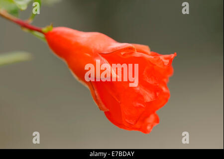 Nana (Melograno Punica granatum nana var), fioritura, Germania Foto Stock