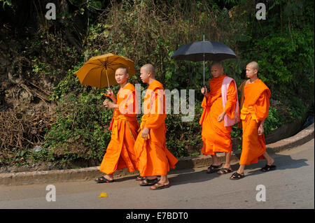 I monaci buddisti che indossa vesti arancione con ombrelloni a piedi lungo una strada, Luang Prabang, Laos Foto Stock