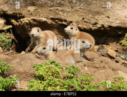 Una famiglia di giovani Black-Tailed prateria cani al di fuori della loro den Foto Stock