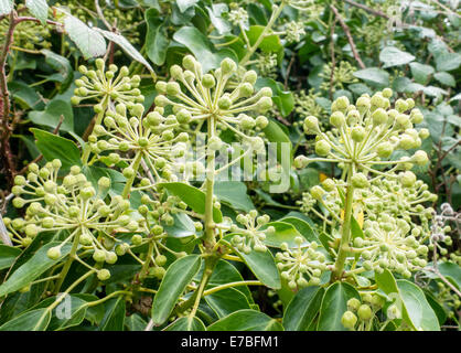 Fiori di selvatico edera comune Hedera helix in un inglese di siepe Foto Stock