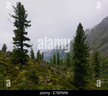 I boschi di montagna in condizioni di tempo piovoso. Zun-Handagay. Eastern Sayan. Repubblica di Buryatia Foto Stock