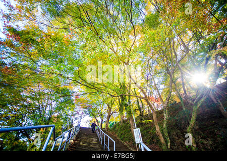 Kyoto, Jpana - Novembre 20, 2013: rosse foglie di acero in autunno per adv o altri usi Foto Stock