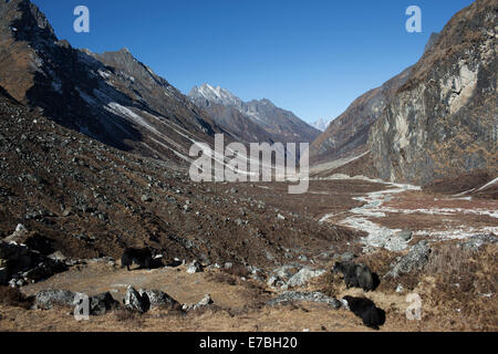 Paesaggio con yak nella Rowling Valley, Nepal. Foto Stock