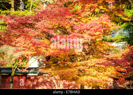 Kyoto, Jpana - Novembre 20, 2013: rosse foglie di acero in autunno per adv o altri usi Foto Stock