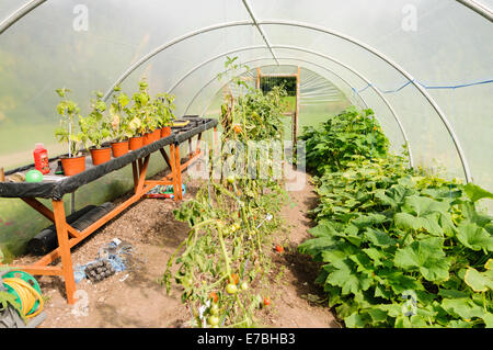 Pomodori, chilis e zucchine in crescita in un poli-serra a tunnel Foto Stock