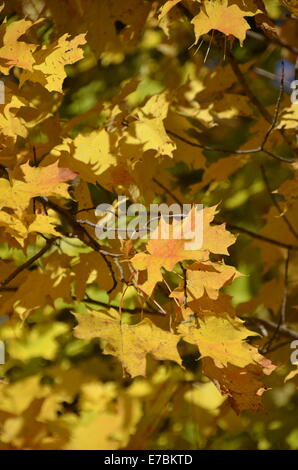 Giallo di foglie di acero Foto Stock