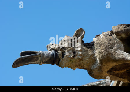 Gargoyle sulla St Botolph's, Chiesa Brampton, Northamptonshire, England, Regno Unito Foto Stock